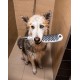 Ручной душ Hansgrohe DogShower для собак Черный (26640670)